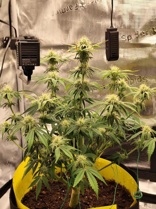 Strawberry Banana Auto (First grow). Week 8