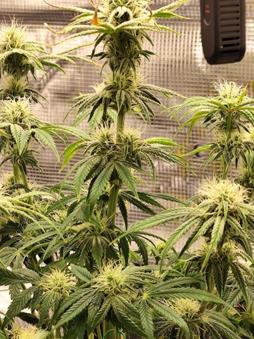 Strawberry Banana Auto (First grow). Week 8