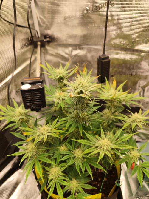 Strawberry Banana Auto (First grow). Week 9