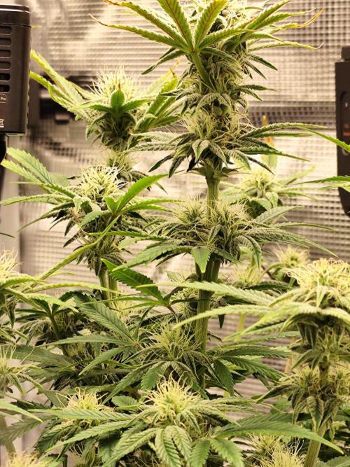 Strawberry Banana Auto (First grow). Week 9