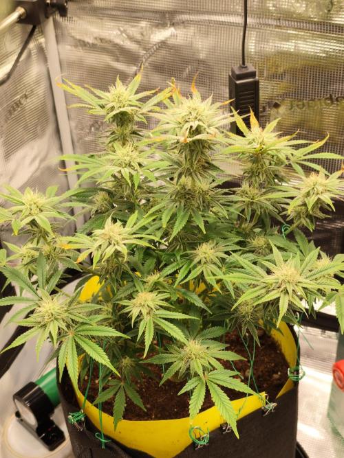 Strawberry Banana Auto (First grow). Week 9 - Day 59