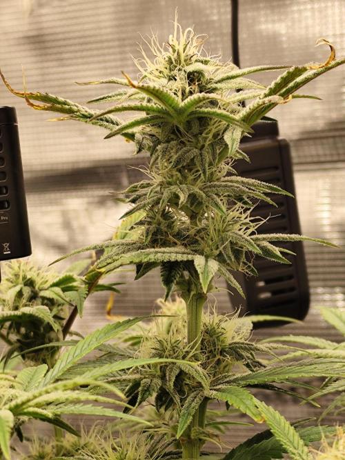 Strawberry Banana Auto (First grow). Week 9