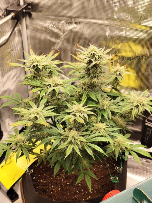 Strawberry Banana Auto (First grow). Week 9 - Day 60, 24h after watering with nutrients 