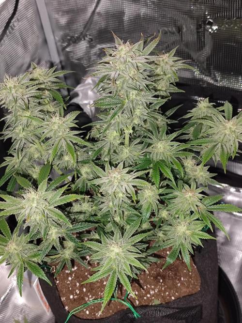 Strawberry Banana Auto (First grow). Week 10