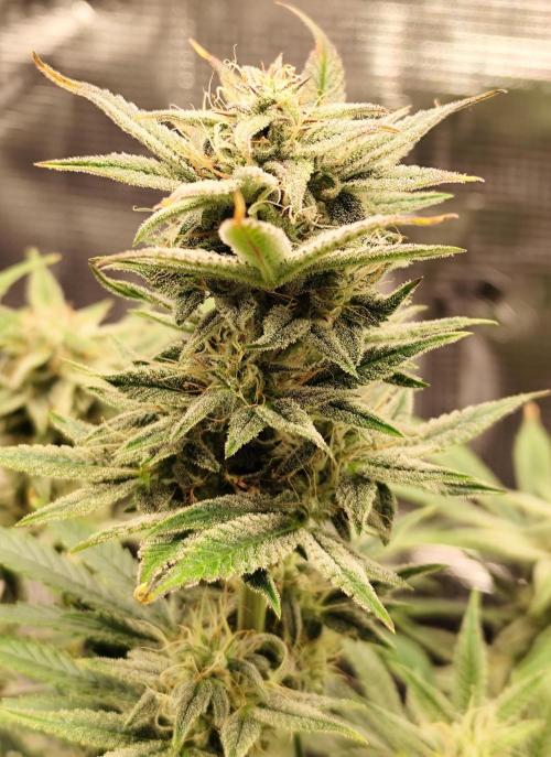 Strawberry Banana Auto (First grow). Week 10