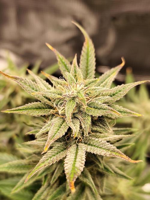 Strawberry Banana Auto (First grow). Week 10