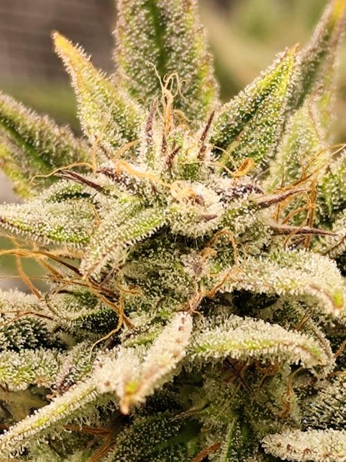 Strawberry Banana Auto (First grow). Week 10