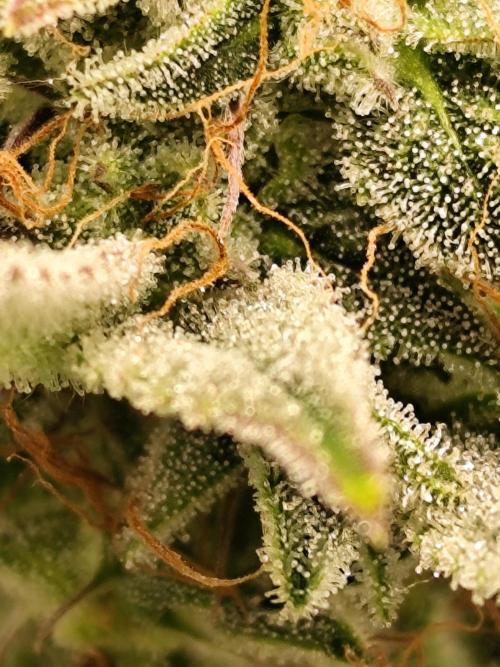 Strawberry Banana Auto (First grow). Week 10