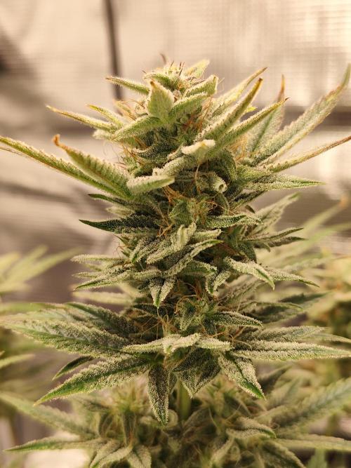 Strawberry Banana Auto (First grow). Week 10