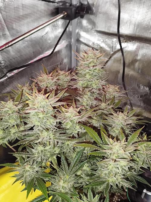 Strawberry Banana Auto (First grow). Week 11