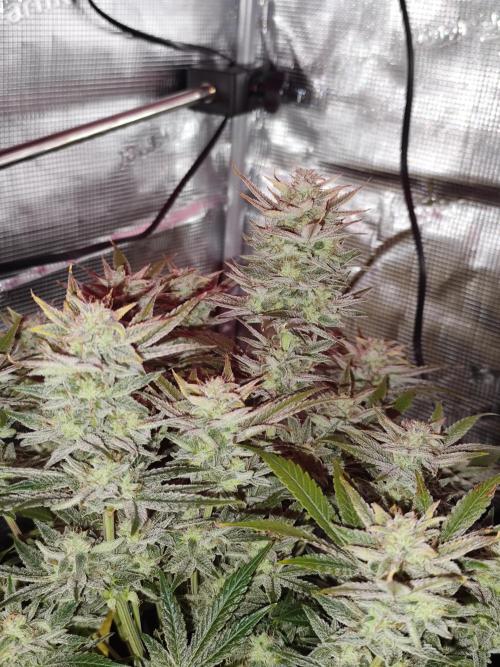 Strawberry Banana Auto (First grow). Week 11