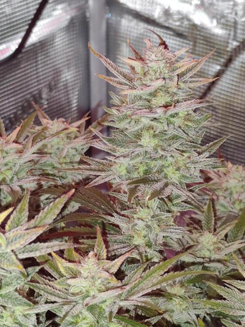 Strawberry Banana Auto (First grow). Week 11