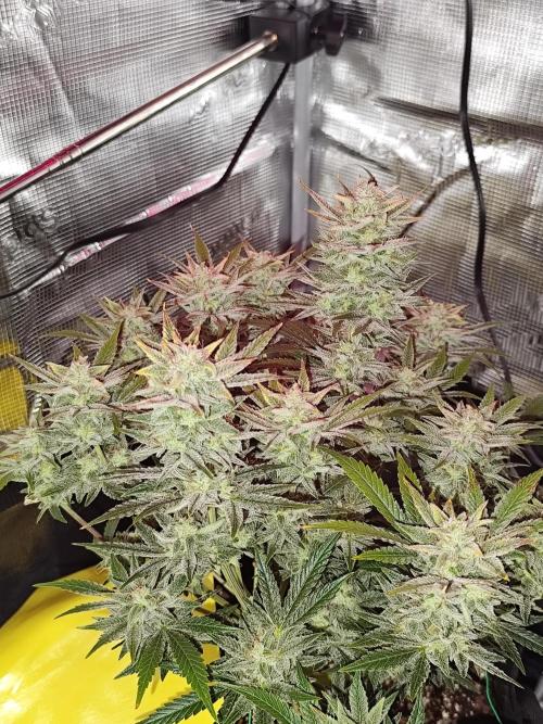 Strawberry Banana Auto (First grow). Week 11