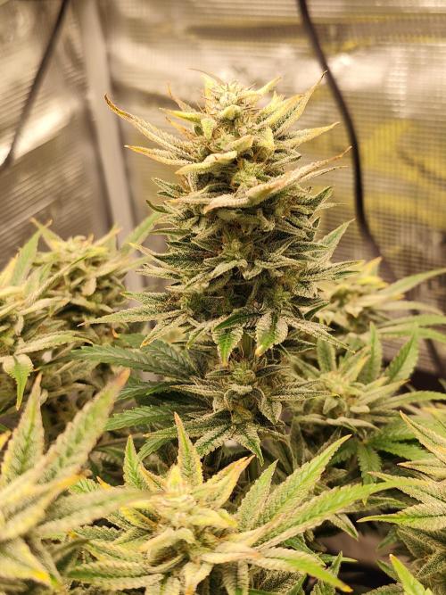 Strawberry Banana Auto (First grow). Week 11