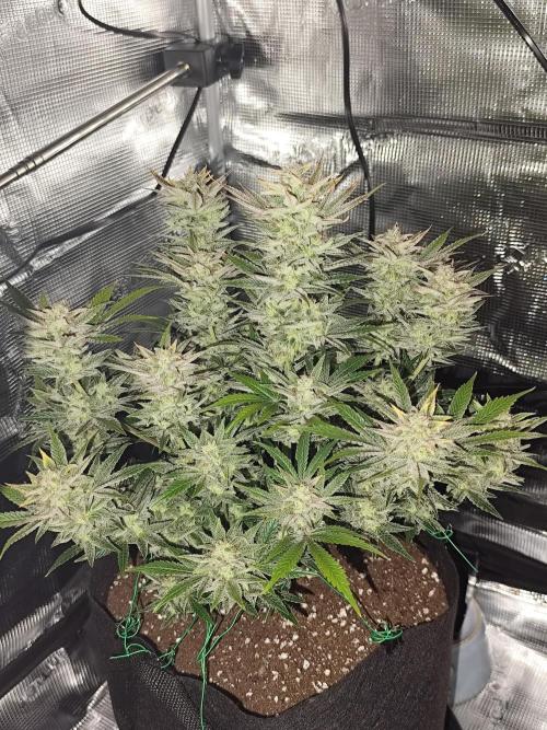 Organic Strawberry Banana Auto (1st). Week 11
