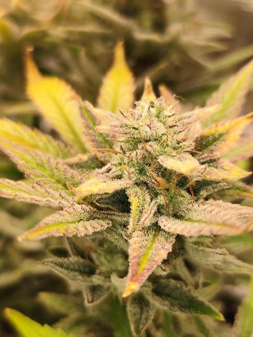 Organic Strawberry Banana Auto (1st). Week 11