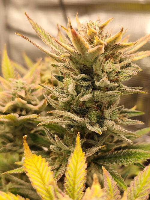 Organic Strawberry Banana Auto (1st). Week 11