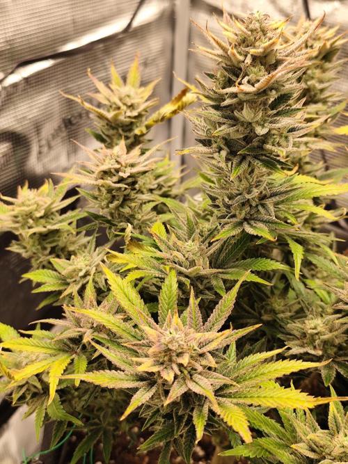 Organic Strawberry Banana Auto (1st). Week 11