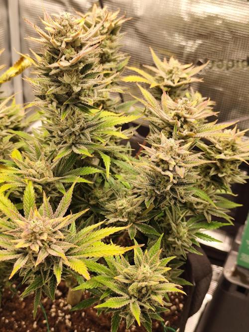 Organic Strawberry Banana Auto (1st). Week 11