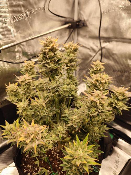 Organic Strawberry Banana Auto (1st). Week 11