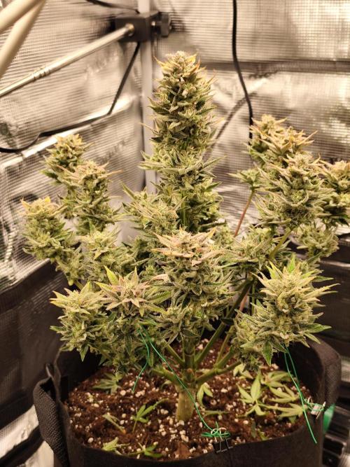 Organic Strawberry Banana Auto (1st). Week 11 - Pre drying removing the leaves and trimming.