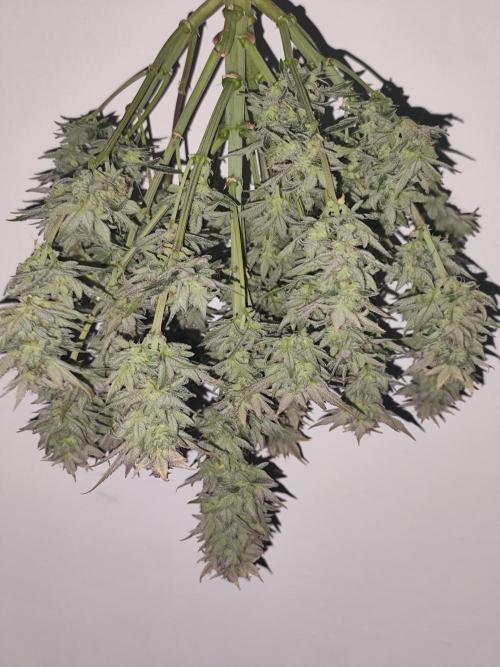 Organic Strawberry Banana Auto (1st). Week 12