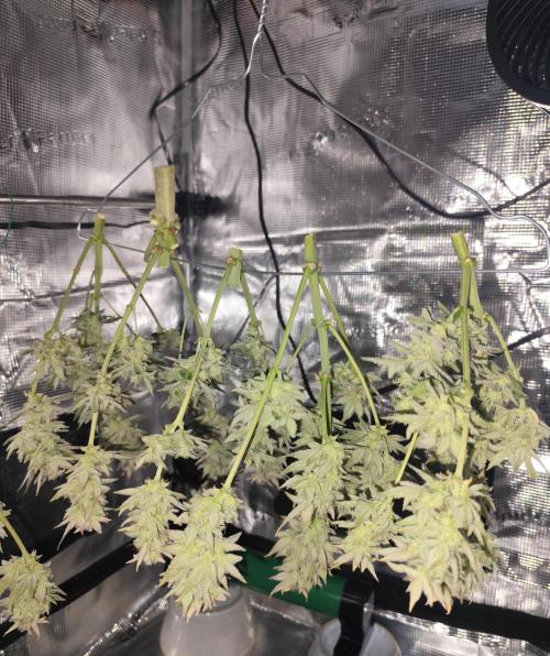 Organic Strawberry Banana Auto (1st). Week 12