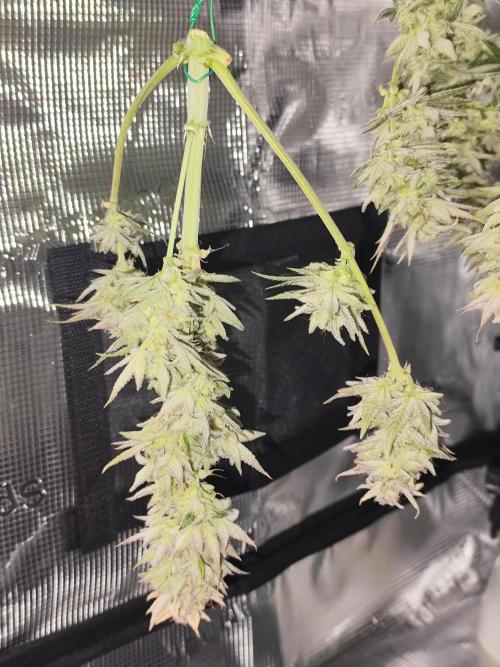 Organic Strawberry Banana Auto (1st). Week 12