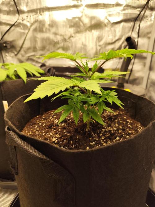 Las Morras. Week 2
