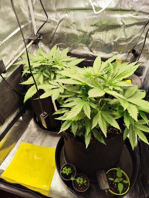 Las Morras. Week 3