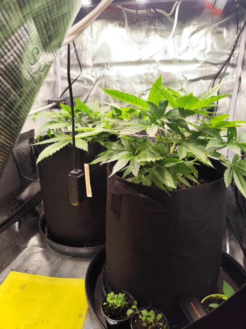 Las Morras. Week 3