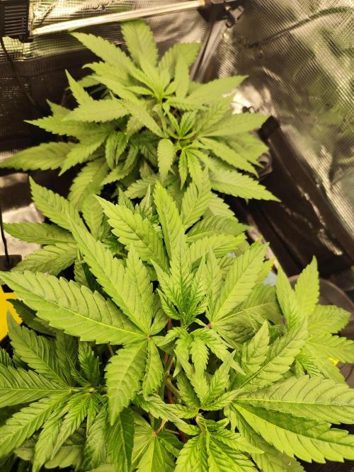 Las Morras. Week 3