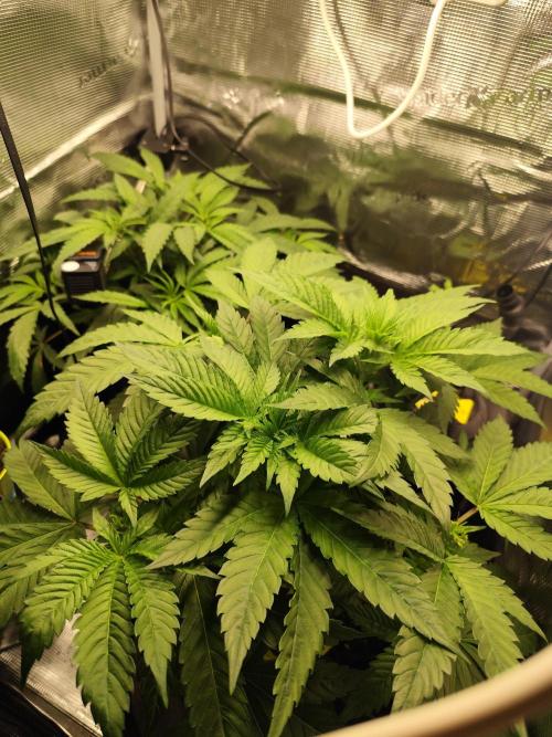 Las Morras. Week 4