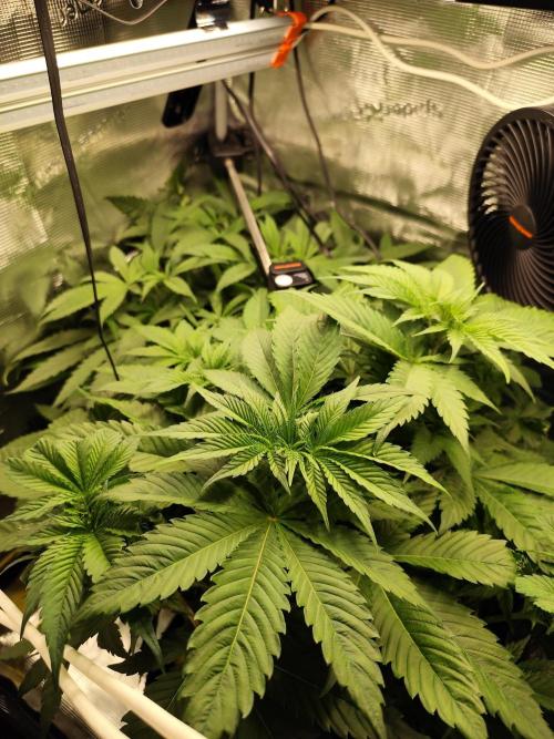 Las Morras. Week 5