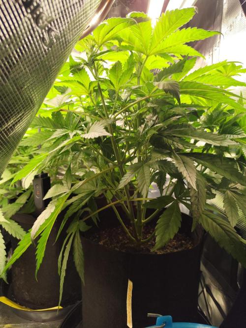 Las Morras. Week 5