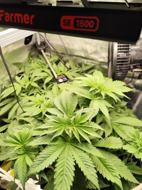 Las Morras. Week 5