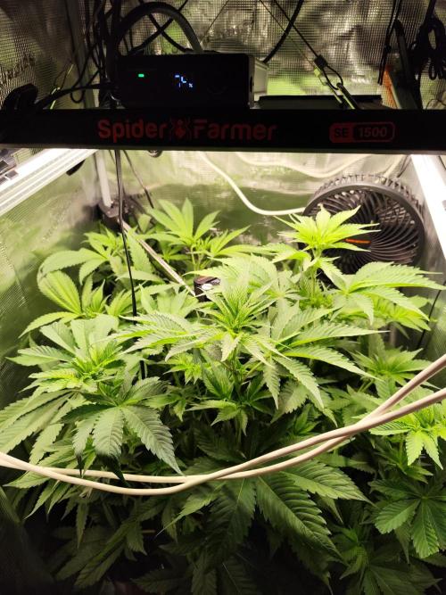 Las Morras. Week 6