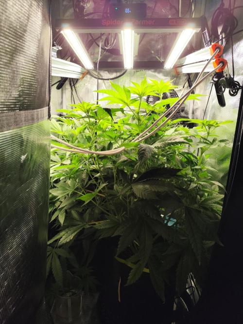 Las Morras. Week 6