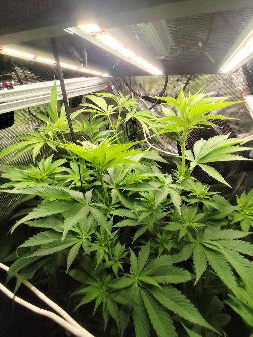 Las Morras. Week 7
