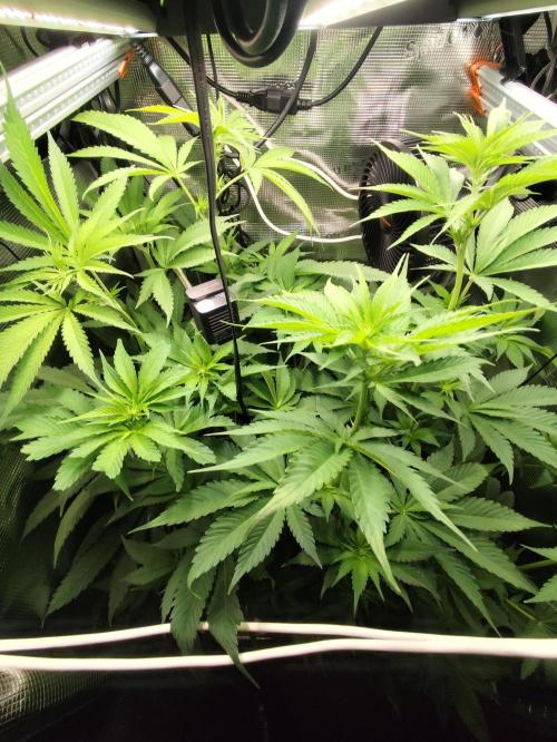 Las Morras. Week 7