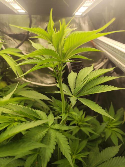 Las Morras. Week 7