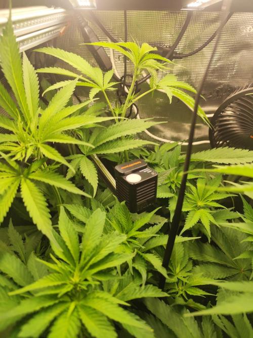 Las Morras. Week 7