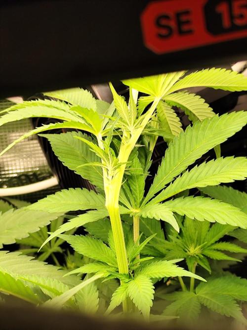 Las Morras. Week 7