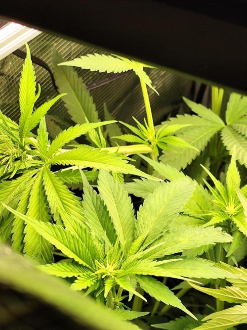 Las Morras. Week 7