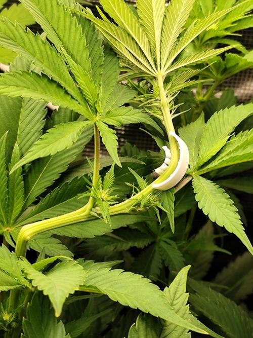 Las Morras. Week 7 - Risky moves with the main colas