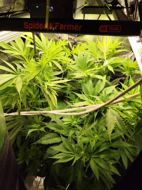 Las Morras. Week 7 - Such a jungle