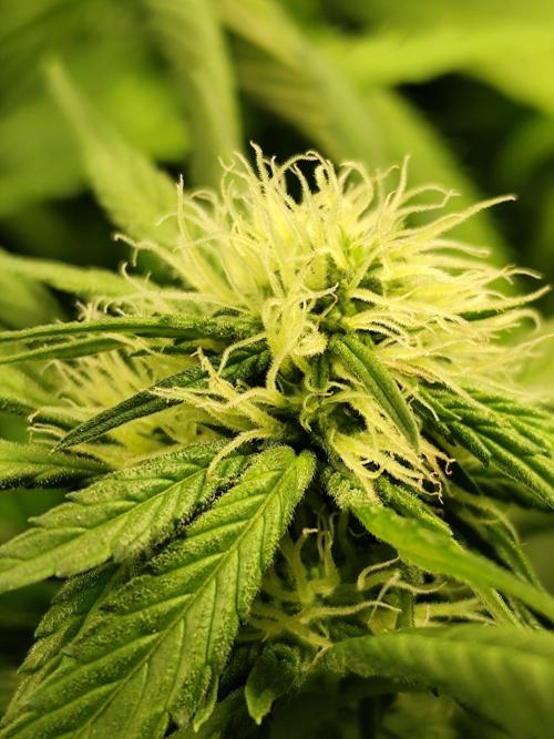 Las Morras (bio organic). Week 8
