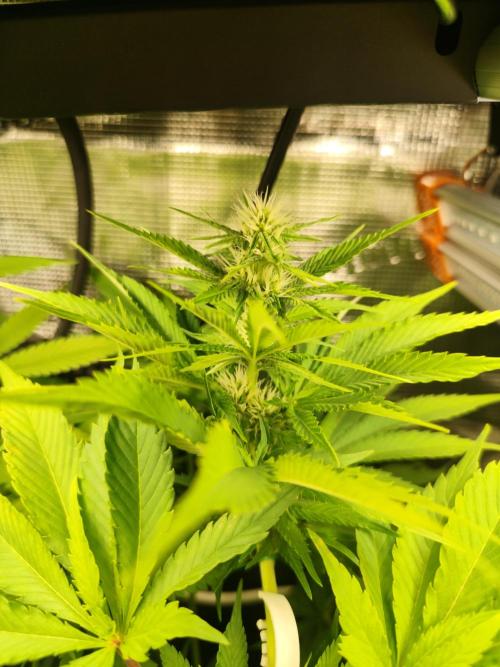 Las Morras (bio organic). Week 8