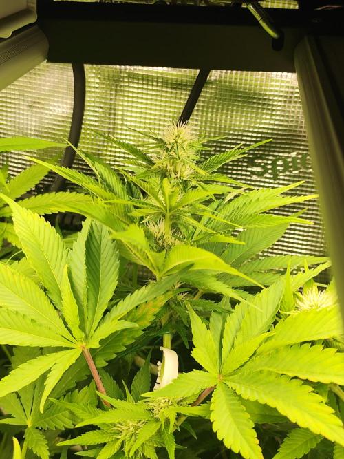 Las Morras (bio organic). Week 8