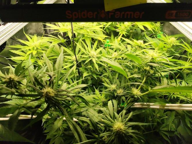 Las Morras (bio organic). Week 8